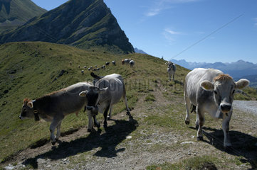 Jochalp  Schweiz  junge Kuehe laufen auf einem Wanderweg