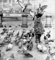 Pigeons landing on a young child’s hat  1932.