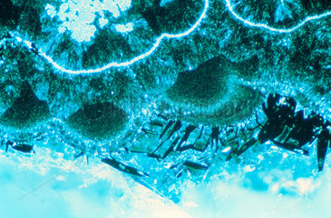 Hematite  light micrograph  1990s.
