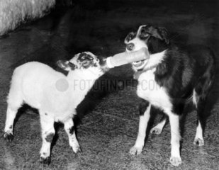 Sheepdog feeding an orphan lamb  February 1977.