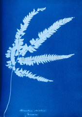 Cyanotype of Jamaican fern  Adiantum striatum  1853.