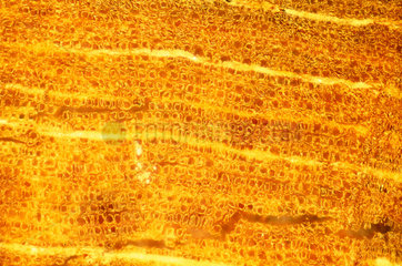 Petrified wood block. Light micrograph in