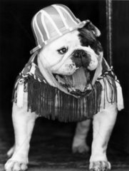 Bulldog with Union Jack hat  1980s.
