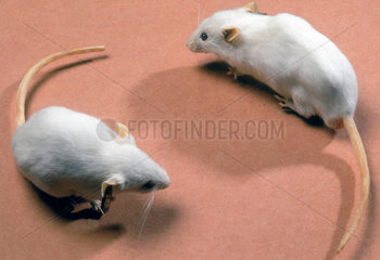Two freeze dried genetically engineered mice  1988.