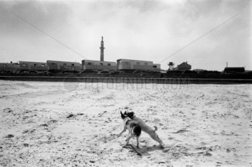 Two dogs playing together on beach  1967.