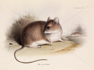 Grey leaf-eared mouse  South America  c 1832-1836.
