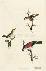 Spotted flycatchers and waxwing  1776.