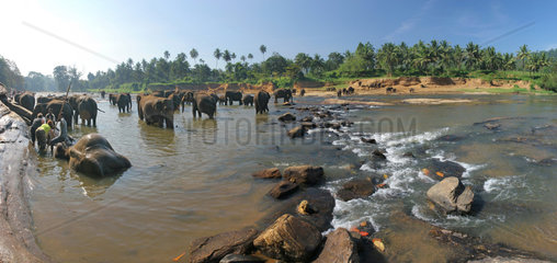Kandy  Sri Lanka  eine Herde Elefanten wir zum Baden in den Fluss Maha Oya getrieben