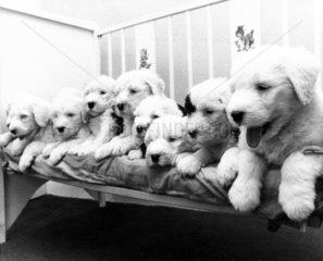 Old English sheepdog puppies  March 1974.