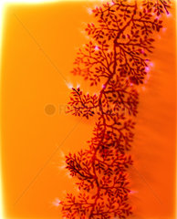 Kirlian photograph of the detail on a creeper.