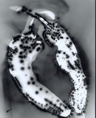 Kirlian photograph of capsicums.