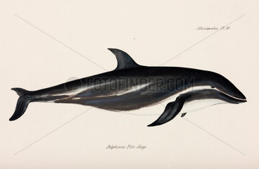 Dusky dolphin  1832-1836.