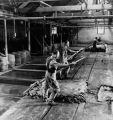 Tannery workers lift hides from lime pits  Beverley  1954.