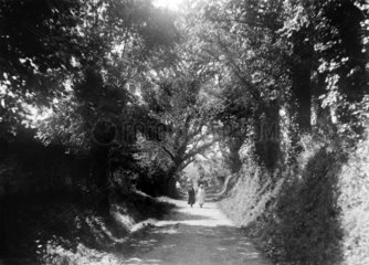 Wooded lane near Bodinnick  Cornwall  1922.