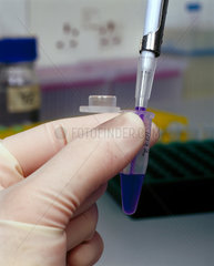 Scientist pipetting a DNA reaction solution.