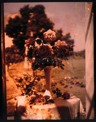 Autochrome of roses in a silver vase on a table  c 1910.