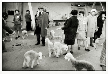 Cruft’s Dog Show  London  1968.