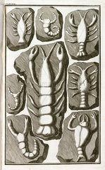 Fake fossils of crustaceans  1745.
