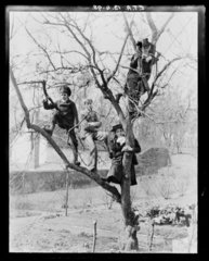 'Children In Tree'  1898.
