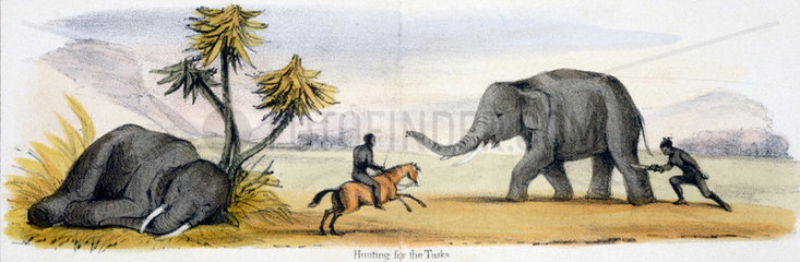 'Hunting for the Tusks'  c 1845.
