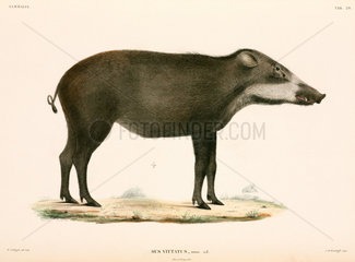 Wild pig  Indonesia  1839-1844.