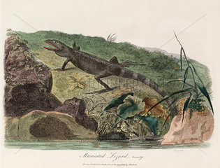 ‘Muricated Lizard’  1789.