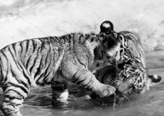 Tiger cubs  Chester Zoo  c 1980s.