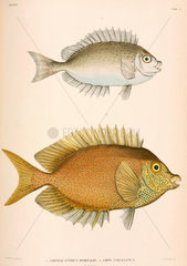 Amphacanthus dorsalis  Amphacanthus corallinus  Indonesia  1839-1844.