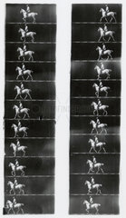 Chronophotographic pictures of a trotting horse  c 1893.