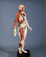Life size anatomical female figure  standing  c 1900.
