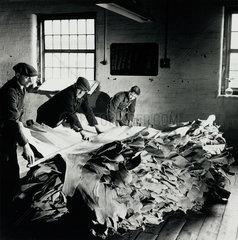 A team of tannery workers sort a large batch of split hides  Beverley  1954.