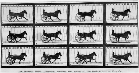 The trotting horse 'Occident'  1879. Kineto