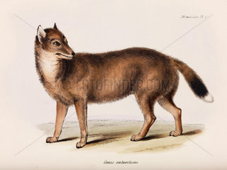 Fox  Falkland Islands  c 1832-1836.