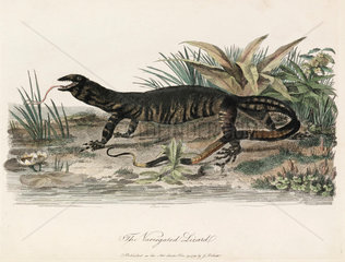 ‘The Variegated Lizard’  1789.