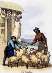 'For Slaughter'  c 1845.