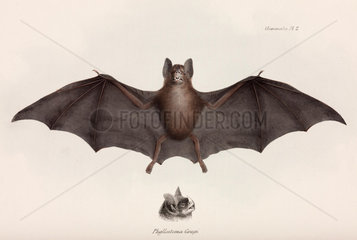Silky short-tailed bat  South America  c 1832-1836.