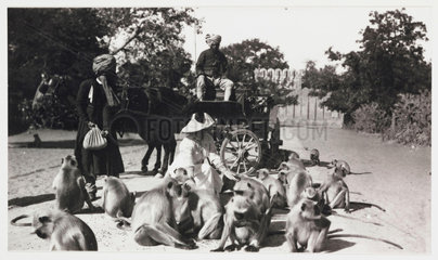 European woman feeding a troop of monkeys  India  c 1910.