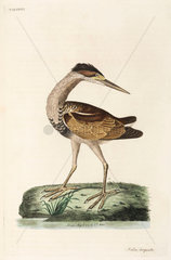 Heron  1782.