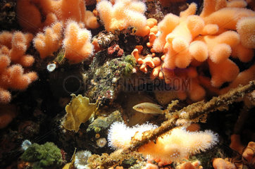 Stralsund  Deutschland  Korallen in einem Aquarium
