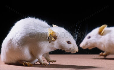 Two freeze dried genetically engineered mice  1988.