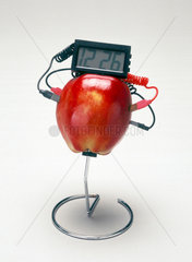 Fruit-powered clock  1998.