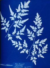 Cyanotype of a fern from the Chatsworth Conservatory  1853.