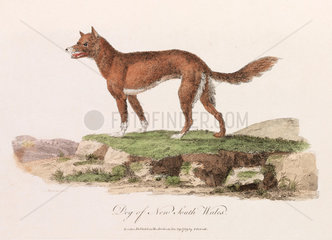 ‘Dog of New South Wales’  1789.