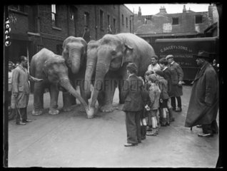 Circus elephants taking a drink  1938.