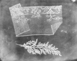 'Folded lace and botanical specimen'  1839.