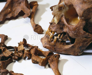 Bleadon Man's skull  1999.