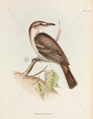 Grey-bellied shrike-tyrant  c 1832-1836.