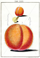 Peaches  1776.