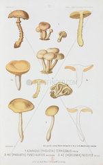 Agaric mushrooms  c 1874.