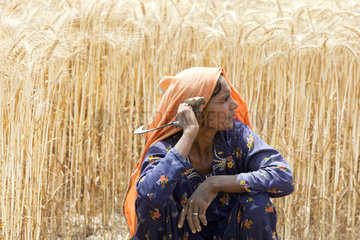 Hamzomahar  Pakistan  Frau bei der Feldarbeit